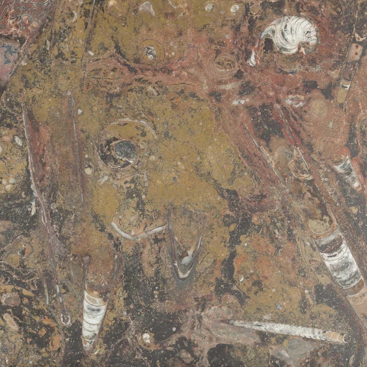 Marmo Fossil Brown