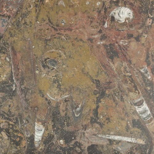 Fossil marble